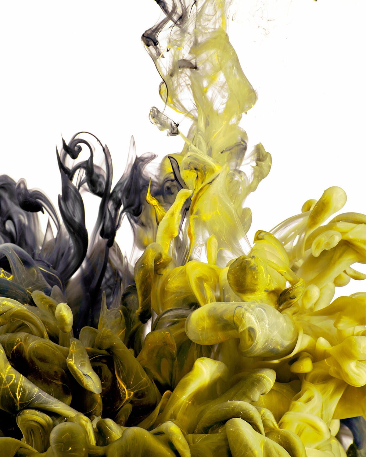 Yellow and Black Ink in Water by Arie Cooper Yellow and Black Ink in Water by Arie Cooper